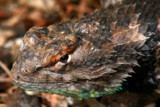 bearded dragon by jeenie11, Photography->Reptiles/amphibians gallery