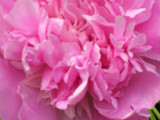 Full Bloom by mjwildcat, Photography->Flowers gallery