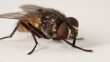 Step3 by zunazet, Photography->Insects/Spiders gallery