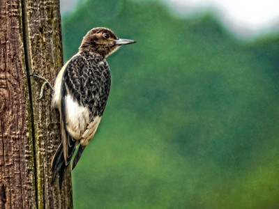 Click here to view at full resolution.