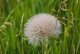 Waiting for a Puff by Pistos, photography->flowers gallery