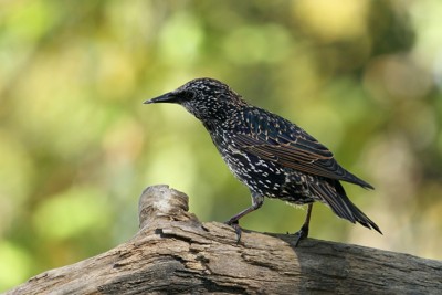 Click here to view at full resolution.