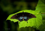 Stopping By by avedeloff, photography->butterflies gallery