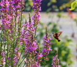 Hemaris by Tomeast, photography->nature gallery