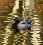 mr. mallard in a reflective swirl......... by nanadoo, photography->birds gallery