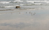 Plovers by Tomeast, photography->birds gallery