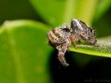 To jump or not? by ryzst, photography->insects/spiders gallery