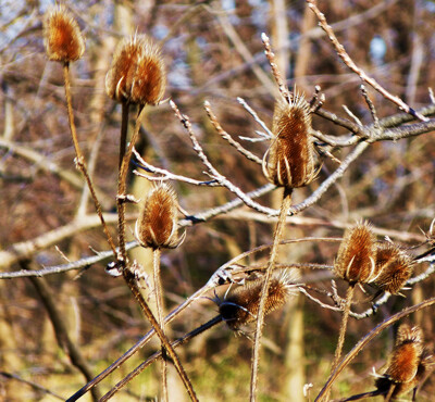 Click here to view at full resolution.