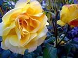 Yellow Rose by Rokh, Photography->Flowers gallery