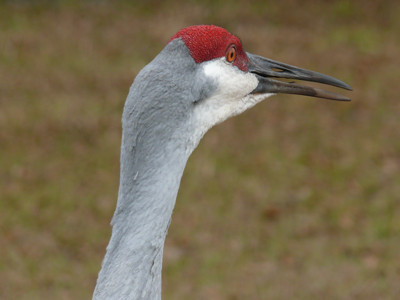 Click here to view at full resolution.