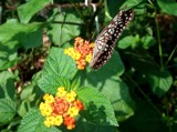 Close look-8 by sahadk, Photography->Butterflies gallery