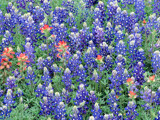 Texas Spring 2.0 by Texan1968, photography->flowers gallery