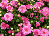 "Gigi Dark Pink" Mum by trixxie17, photography->flowers gallery