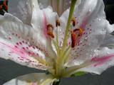 Lily the pink by johindes, Photography->Flowers gallery