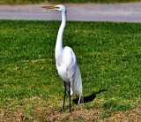 Posing by SR21, Photography->Birds gallery