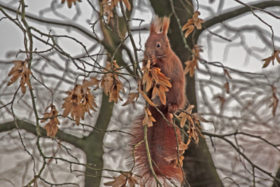 Click here to view at full resolution.
