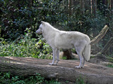 Arctic Wolf by Ramad, photography->animals gallery