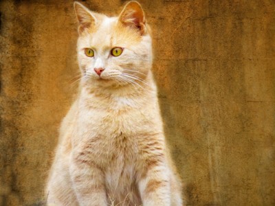 Click here to view at full resolution.