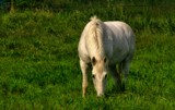 please do not disturb by gaeljet2, Photography->Animals gallery