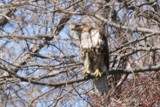 Red Tailed Hawk (New) by photog024, Photography->Birds gallery