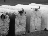 Snow Covered Mail by softie, Photography->Still life gallery
