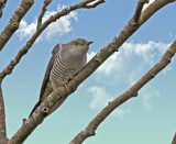 Cuckoo by biffobear, photography->birds gallery