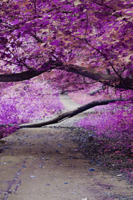 Click here to view at full resolution.