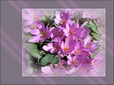 Autumn Crocus by LynEve, Photography->Flowers gallery