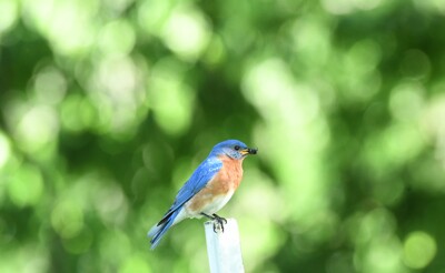 Click here to view at full resolution.