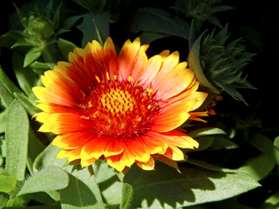 Click here to view at full resolution.