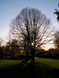 suntree by gaeljet2, Photography->Landscape gallery