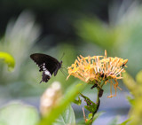 Butterfly in Black and White by Pistos, photography->butterflies gallery