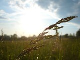 Wet Wheat by imbusion, Photography->Macro gallery