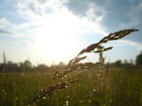 Wet Wheat by imbusion, Photography->Macro gallery