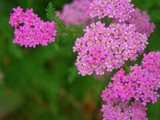 Fuschia Yarrow by metpin777, Photography->Flowers gallery