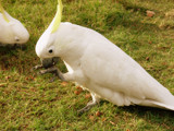 Having a Snack by canuckinoz, Photography->Birds gallery