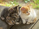 The Little Kitties by bfrank, photography->pets gallery