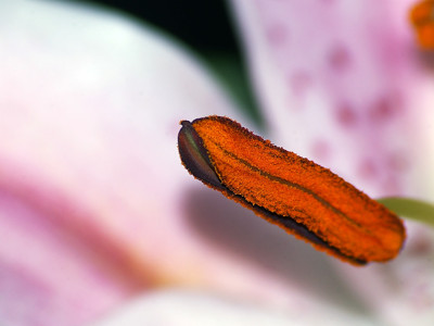Click here to view at full resolution.