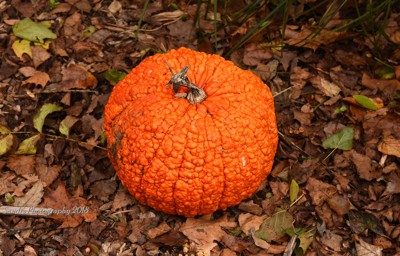 Click here to view at full resolution.