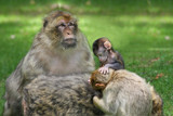 At the barber shop by Paul_Gerritsen, Photography->Animals gallery