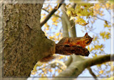 "Look Out Below" by Jimbobedsel, Photography->Animals gallery