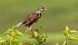 King of the Mulberry Tree by Pistos, photography->birds gallery