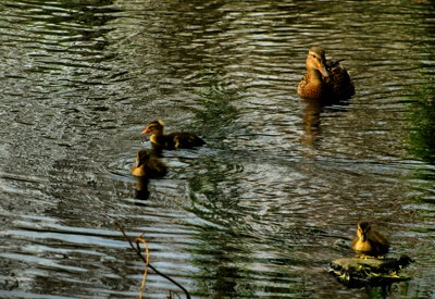 Click here to view at full resolution.