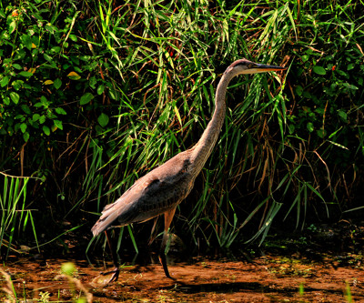 Click here to view at full resolution.