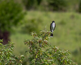 Kingbird by Pistos, photography->birds gallery