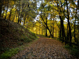 A Road Not Traveled by amishy, Photography->Landscape gallery