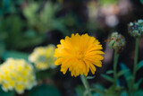 Marigold by Pistos, photography->flowers gallery