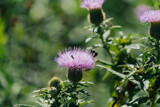 Thistle with Guests by Pistos, photography->flowers gallery