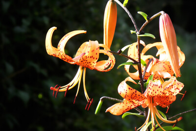 Click here to view at full resolution.