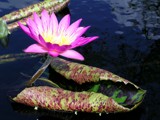 WaterLily at Longwood by orderofmerlin, photography->flowers gallery